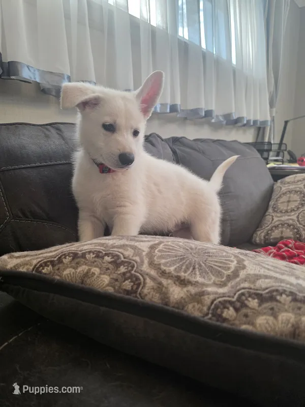 KAY – German Shepherd Dog puppy for sale in Uniontown, PA
