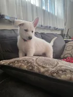 KAY, a male German Shepherd Dog for sale in Uniontown, PA – 1 of 10