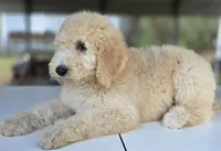 Ember (Multi-Gen), a female Goldendoodle and Poodle - Multi-Colored Standard for sale in Mittie, LA – Photo 3 of 7