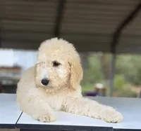 Ember (Multi-Gen), a female Goldendoodle and Poodle - Multi-Colored Standard for sale in Mittie, LA – Photo 6 of 7