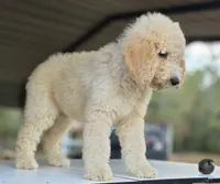Ember (Multi-Gen), a female Goldendoodle and Poodle - Multi-Colored Standard for sale in Mittie, LA – Photo 5 of 7
