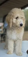 Ember (Multi-Gen), a female Goldendoodle and Poodle - Multi-Colored Standard for sale in Mittie, LA – Photo 4 of 7