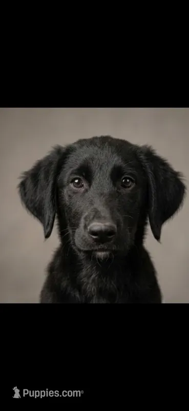 "Zoro" Shepadoodle – Shepadoodle puppy for sale in Mittie, LA