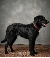 "Zoro" Shepadoodle, a male Shepadoodle for sale in Mittie, LA – 2 of 6