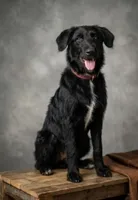 "Zoro" Shepadoodle, a male Shepadoodle for sale in Mittie, LA – 1 of 6