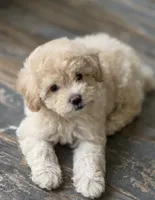 Gabby, a female Maltipoo for sale in Mittie, LA – 7 of 7