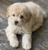 Gabby, a female Maltipoo for sale in Mittie, LA – 6 of 7