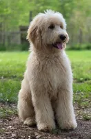 "BISCUIT" Multi-gen, a male Goldendoodle for sale in Mittie, LA – Photo 9 of 9