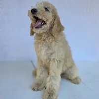 "BISCUIT" Multi-gen, a male Goldendoodle for sale in Mittie, LA – Photo 2 of 6