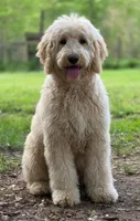 "BISCUIT" Multi-gen, a male Goldendoodle for sale in Mittie, LA – Photo 8 of 9