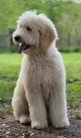 "BISCUIT" Multi-gen, a male Goldendoodle for sale in Mittie, LA – Photo 7 of 9