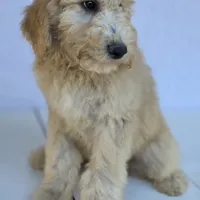 "BISCUIT" Multi-gen, a male Goldendoodle for sale in Mittie, LA – Photo 5 of 6