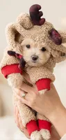 Gabby, a female Maltipoo for sale in Mittie, LA – 2 of 7