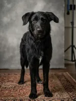 "Zoro" Shepadoodle, a male Shepadoodle for sale in Mittie, LA – 3 of 6