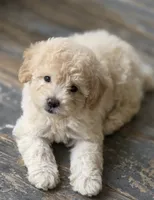 Gabby, a female Maltipoo for sale in Mittie, LA – 5 of 7
