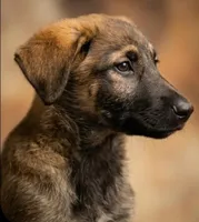 Xena, a female Shepadoodle for sale in Mittie, LA – Photo 2 of 5