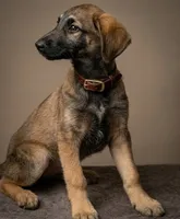 Xena, a female Shepadoodle for sale in Mittie, LA – Photo 5 of 5