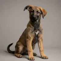 Xena, a female Shepadoodle for sale in Mittie, LA – Photo 4 of 5