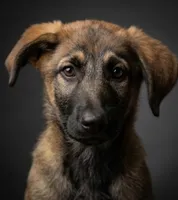 Xena, a female Shepadoodle for sale in Mittie, LA – Photo 3 of 5