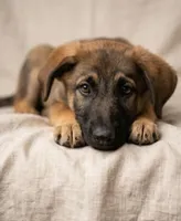 Xena, a female Shepadoodle for sale in Mittie, LA – Photo 1 of 5