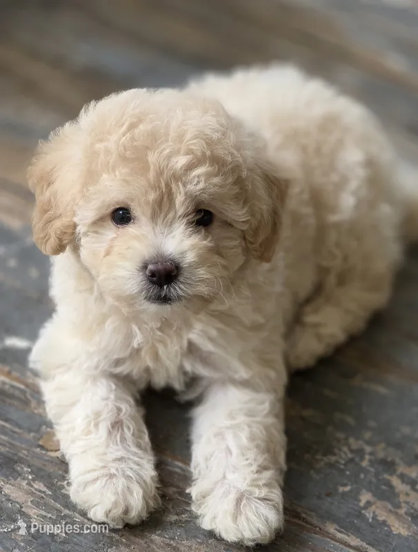Gabby – Maltipoo puppy for sale in Mittie, LA