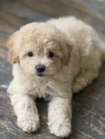 Gabby, a female Maltipoo for sale in Mittie, LA – 1 of 7