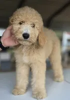 processed/ae68d0c1-6543-4704-b753-00974f51b751/listing/b3632605-5c8d-4be5-8b5f-215f16fbec40/2f02a5f4-0d40-4a72-acc6-385ee43f4372