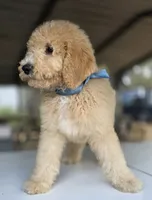 processed/ae68d0c1-6543-4704-b753-00974f51b751/listing/b3632605-5c8d-4be5-8b5f-215f16fbec40/ad061854-f705-4da6-a1d8-7745b6aa0b5b