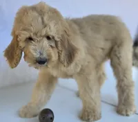 "Simba" Multi-gen, a male Goldendoodle for sale in Mittie, LA – Photo 4 of 4