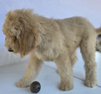 "Simba" Multi-gen, a male Goldendoodle for sale in Mittie, LA – Photo 3 of 4
