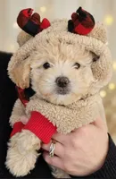 Gabby, a female Maltipoo for sale in Mittie, LA – 3 of 7