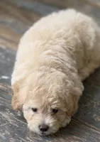 Gabby, a female Maltipoo for sale in Mittie, LA – 4 of 7
