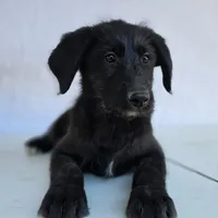 "Midnight" Shepadoodle, a male Shepadoodle for sale in Mittie, LA – Photo 7 of 7