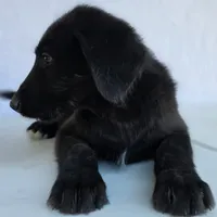 "Midnight" Shepadoodle, a male Shepadoodle for sale in Mittie, LA – Photo 4 of 7