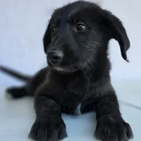 "Midnight" Shepadoodle, a male Shepadoodle for sale in Mittie, LA – Photo 5 of 7