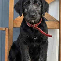 "Midnight" Shepadoodle, a male Shepadoodle for sale in Mittie, LA – Photo 2 of 7