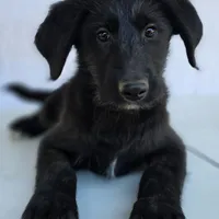 "Midnight" Shepadoodle, a male Shepadoodle for sale in Mittie, LA – Photo 6 of 7