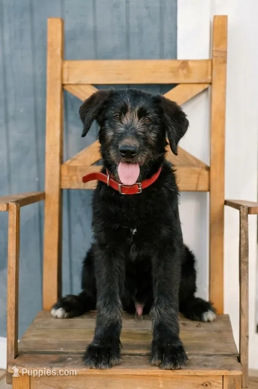 "Midnight" Shepadoodle