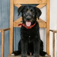 "Midnight" Shepadoodle, a male Shepadoodle for sale in Mittie, LA – Photo 1 of 7