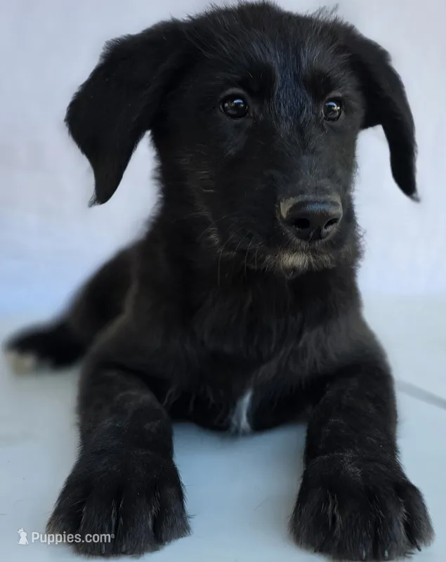 "Midnight" Shepadoodle