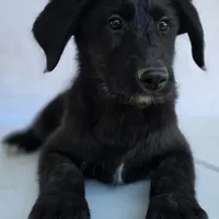 "Midnight" Shepadoodle, a male Shepadoodle for sale in Mittie, LA – Photo 3 of 7