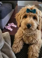 Grace, a female Cockapoo for sale in Mittie, LA – Photo 2 of 3
