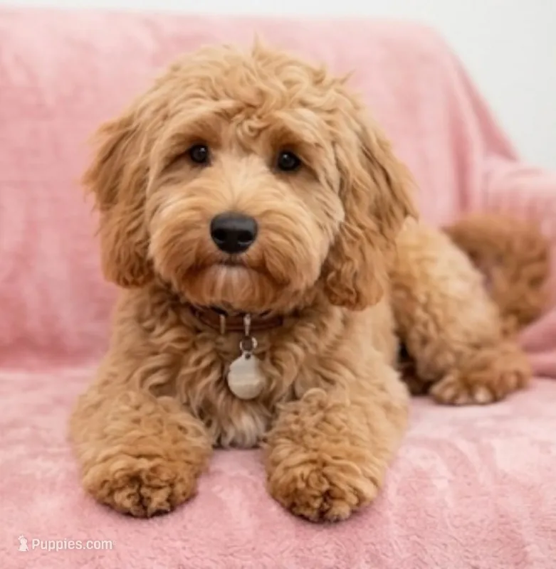 Grace – Cockapoo puppy for sale in Mittie, LA