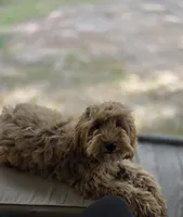 Grace, a female Cockapoo for sale in Mittie, LA – Photo 3 of 3
