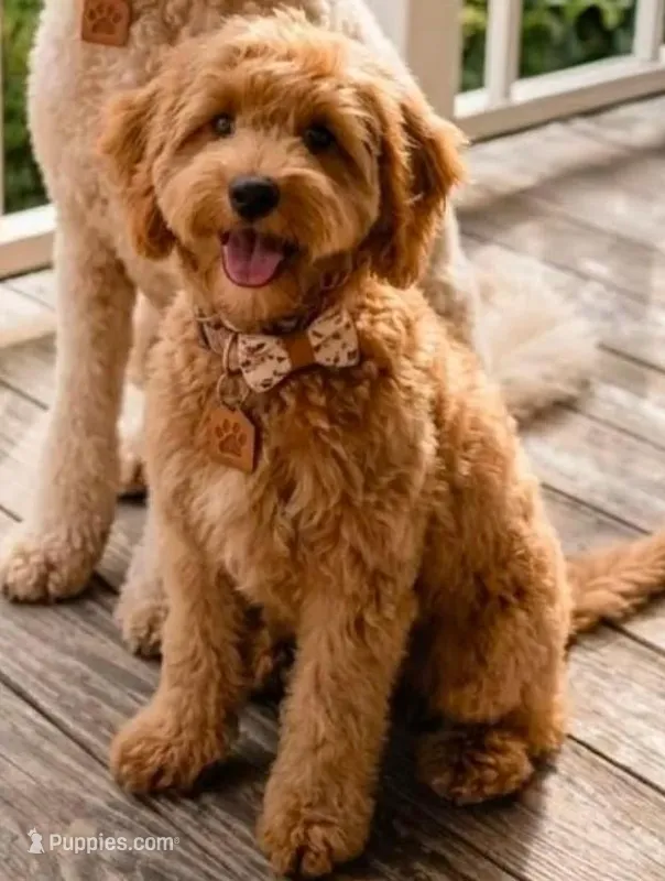 Grace – Cockapoo puppy for sale in Mittie, LA