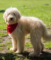 Tie (Multi-Gen), a male Goldendoodle for sale in Mittie, LA – 4 of 5