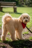 Tie (Multi-Gen), a male Goldendoodle for sale in Mittie, LA – 1 of 5