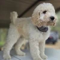 Tie (Multi-Gen), a male Goldendoodle for sale in Mittie, LA – Photo 7 of 8