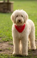 Tie (Multi-Gen), a male Goldendoodle for sale in Mittie, LA – 5 of 5
