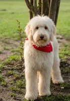 Tie (Multi-Gen), a male Goldendoodle for sale in Mittie, LA – 3 of 5